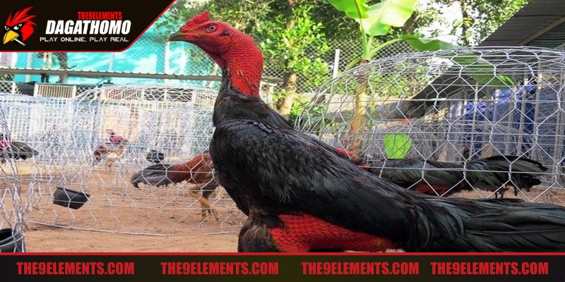 Các bài tập sẽ giúp chiến kê duy trì sức bền trong suốt trận đấu