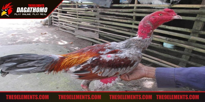 Mẹo thắng gà đá trong mọi trận đấu chọn dòng bản lĩnh, độ lì cao