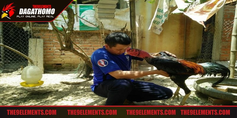 Bài tập luyện thể lực cho gà đá là bước đệm giúp chiến kê phát triển toàn diện