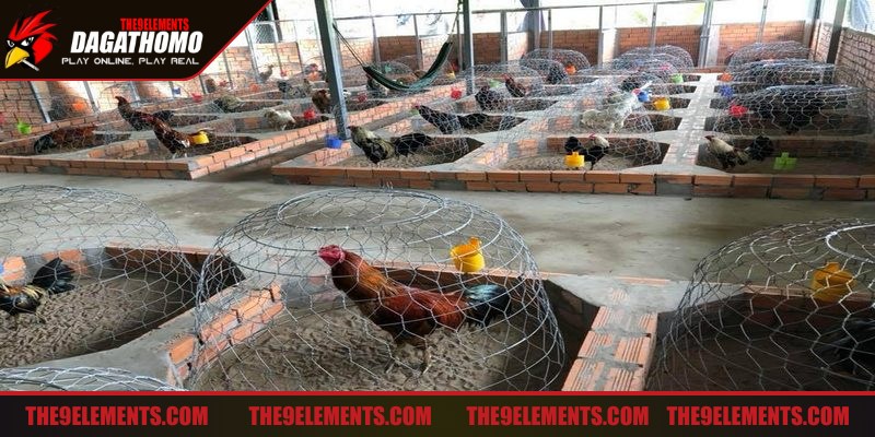 Chăm sóc gà đá trong chuồng tạo môi trường lý tưởng để gà phát triển toàn diện