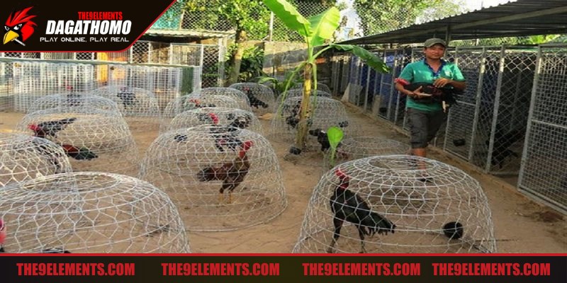 Nắm rõ các lưu ý bắt buộc trong cách chăm sóc gà đá trong chuồng hiệu quả
