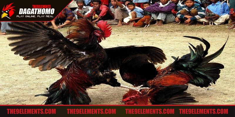 Quan sát biểu hiện bên ngoài giúp nhận ra bất ổn và biết cách xử lý gà bị thương