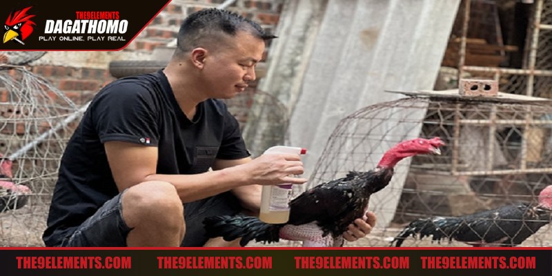 Tìm hiểu đầy đủ phương pháp làm thế nào để gà đá khỏe mạnh nhất