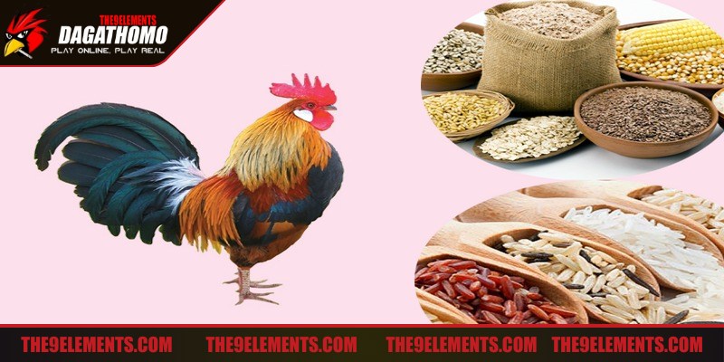 Quá trình sơ chế rất quan trọng để đảm bảo tốt nhất cho chiến kê